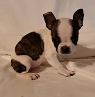 Tan, a male Boston Terrier for sale in Tifton, GA – Photo 1 of 10
