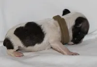 Tan, a male Boston Terrier for sale in Tifton, GA – Photo 7 of 10