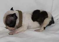 Tan, a male Boston Terrier for sale in Tifton, GA – Photo 8 of 10