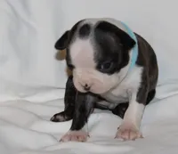 Lt Blue, a male Boston Terrier for sale in Tifton, GA – Photo 4 of 10