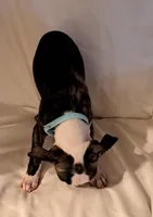 Lt Blue, a male Boston Terrier for sale in Tifton, GA – Photo 2 of 10