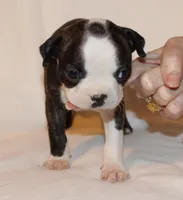 Lt Blue, a male Boston Terrier for sale in Tifton, GA – Photo 7 of 10