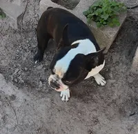 Lt Blue, a male Boston Terrier for sale in Tifton, GA – Photo 10 of 10