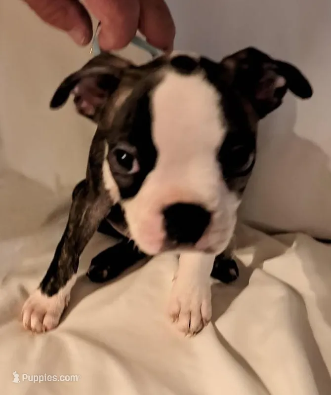 Lt Blue, a male Boston Terrier for sale in Tifton, GA – Photo 1 of 10