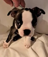 Lt Blue, a male Boston Terrier for sale in Tifton, GA – Photo 1 of 10