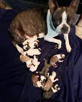 Lt Blue, a male Boston Terrier for sale in Tifton, GA – Photo 9 of 10