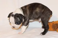 Lt Blue, a male Boston Terrier for sale in Tifton, GA – Photo 8 of 10