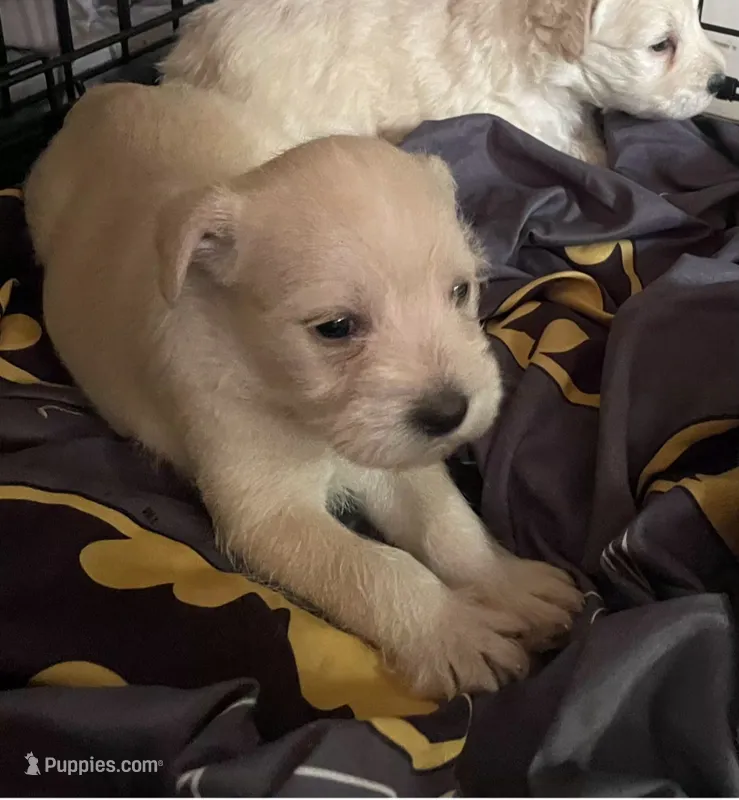 White Short Haired Puppy – Miniature Schnauzer, Pumi puppy for sale in Whittier, CA
