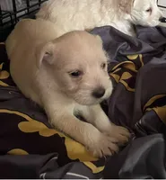 White Short Haired Puppy, a female Miniature Schnauzer and Pumi for sale in Whittier, CA – 1 of 2