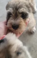 Brown Fluffy Puppy, a female Miniature Schnauzer and Pumi for sale in Whittier, CA – 2 of 2