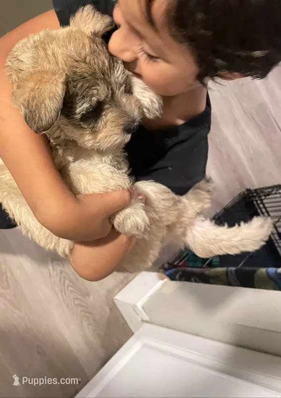 Brown Fluffy Puppy – Miniature Schnauzer, Pumi puppy for sale in Whittier, CA