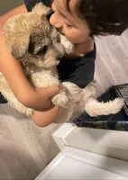 Brown Fluffy Puppy, a female Miniature Schnauzer and Pumi for sale in Whittier, CA – 1 of 2