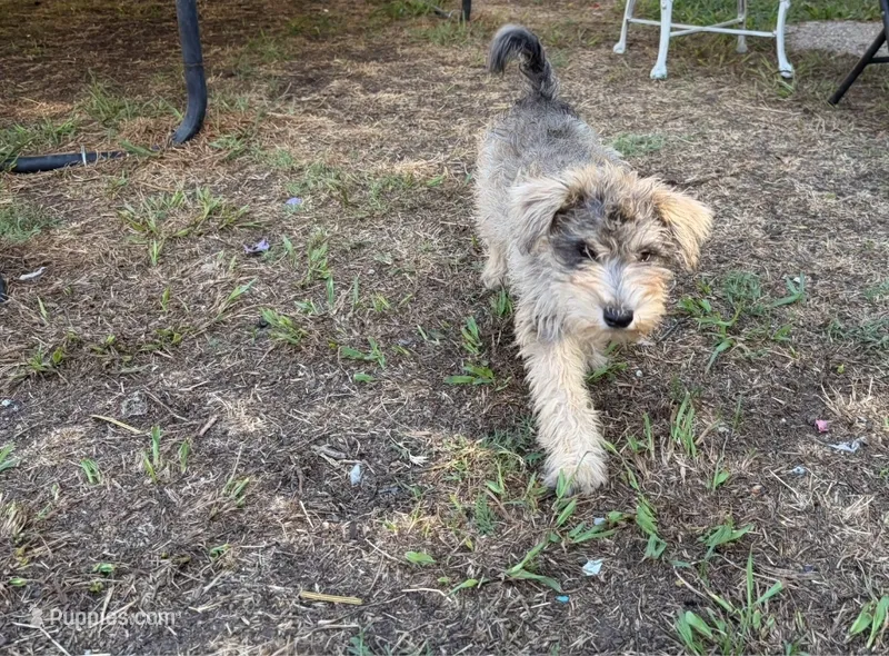 Brown Fluffy Puppy – Miniature Schnauzer, Pumi puppy for sale in Whittier, CA