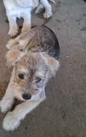 Brown Short Haired Puppy, a female Miniature Schnauzer and Pumi for sale in Whittier, CA – 2 of 2