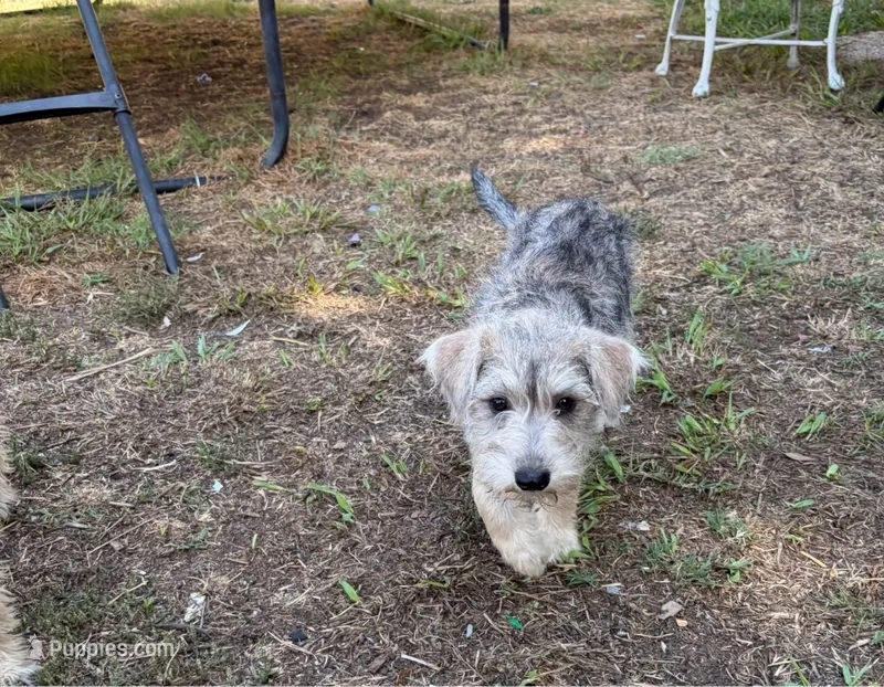 Brown Short Haired Puppy – Miniature Schnauzer, Pumi puppy for sale in Whittier, CA
