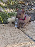 girl, a female Xoloitzcuintli for sale in Whittier, CA – 1 of 1