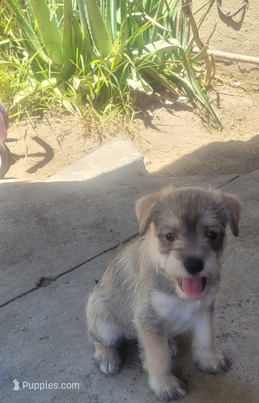 Brown Short Haired Puppy – Miniature Schnauzer, Pumi puppy for sale in Whittier, CA