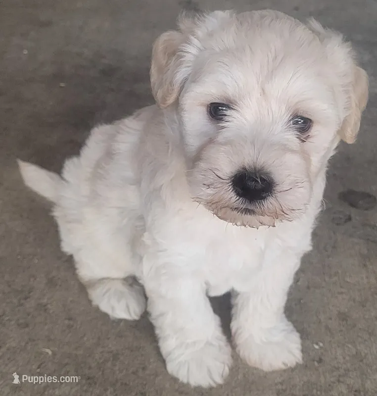 White Fluffy Puppy – Miniature Schnauzer, Pumi puppy for sale in Whittier, CA