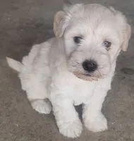 White Fluffy Puppy, a male Miniature Schnauzer and Pumi for sale in Whittier, CA – 1 of 2