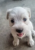 White Short Haired Puppy, a female Miniature Schnauzer and Pumi for sale in Whittier, CA – 2 of 2