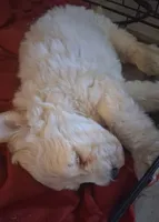 White Fluffy Puppy, a male Miniature Schnauzer and Pumi for sale in Whittier, CA – 2 of 2