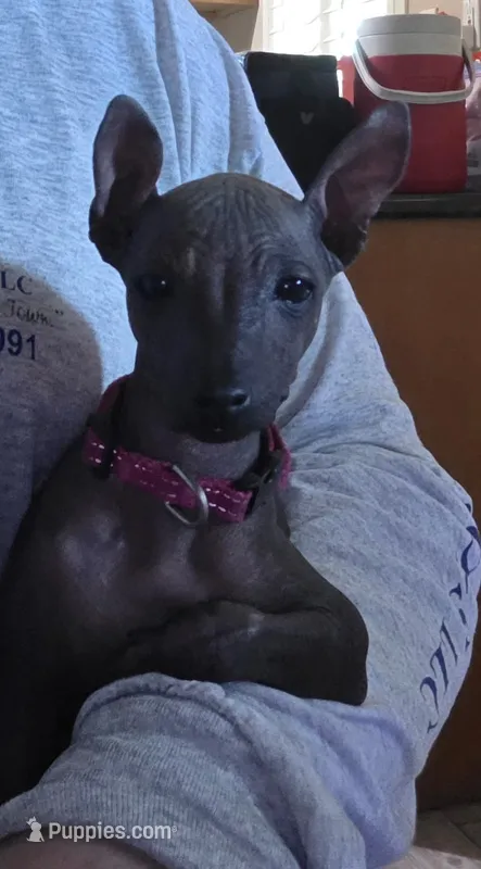 girl – Xoloitzcuintli puppy for sale in Whittier, CA