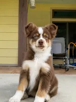 Arnold, a male Miniature Australian Shepherd for sale in Weatherford, TX – 2 of 2