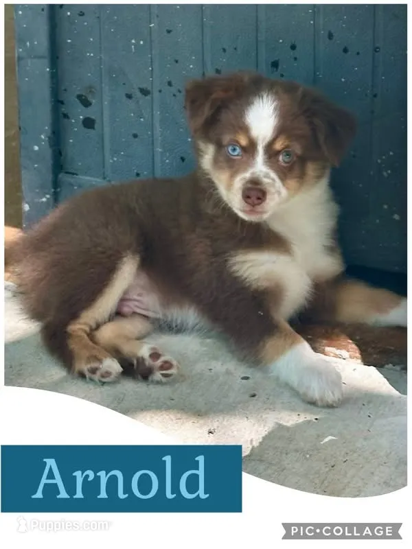 Arnold – Miniature Australian Shepherd puppy for sale in Weatherford, TX
