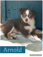 Arnold, a male Miniature Australian Shepherd for sale in Weatherford, TX – 1 of 2