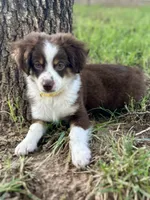 Bolt, a male Miniature Australian Shepherd for sale in Weatherford, TX – 2 of 2