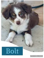 Bolt, a male Miniature Australian Shepherd for sale in Weatherford, TX – 1 of 2