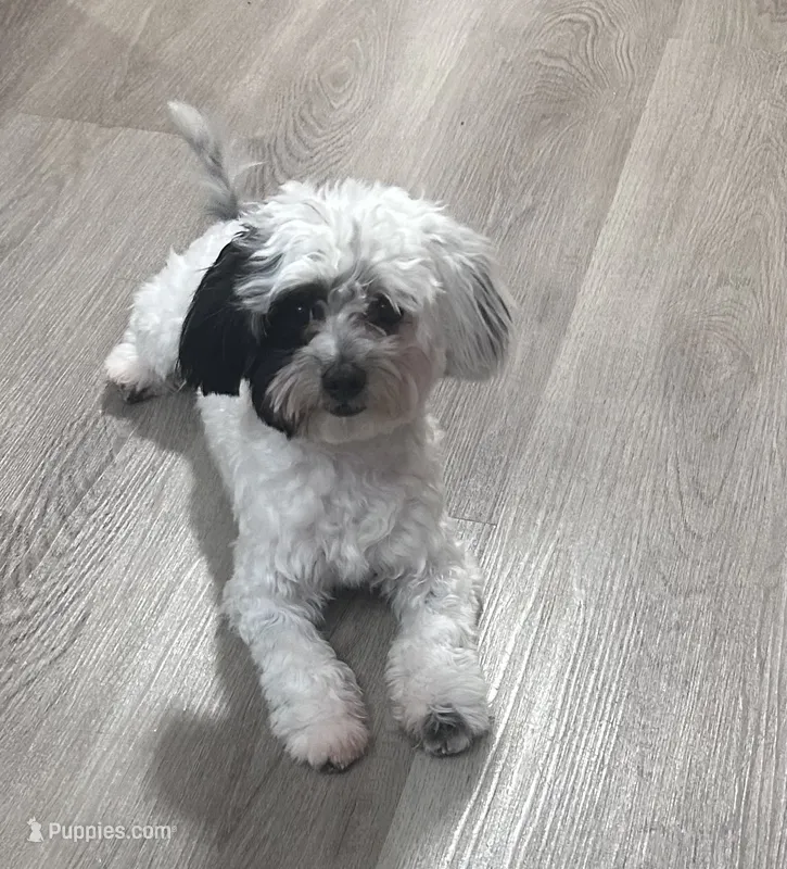Skye – Havanese puppy for sale in Minneapolis, MN