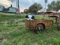 Spot, a male Toy Australian Shepherd for sale in Odessa, TX – Photo 3 of 4