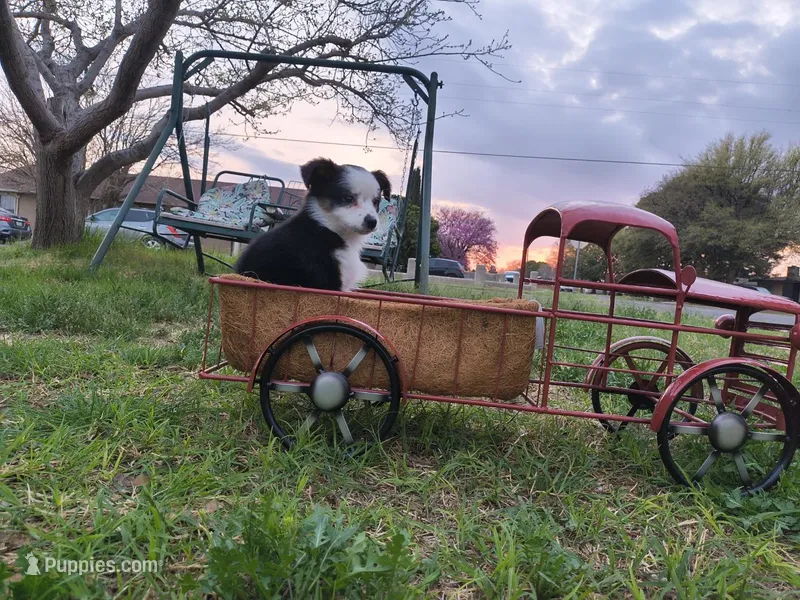Spot – Toy Australian Shepherd puppy for sale in Odessa, TX
