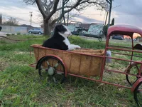 Spot, a male Toy Australian Shepherd for sale in Odessa, TX – Photo 2 of 4