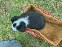 Spot, a male Toy Australian Shepherd for sale in Odessa, TX – Photo 4 of 4