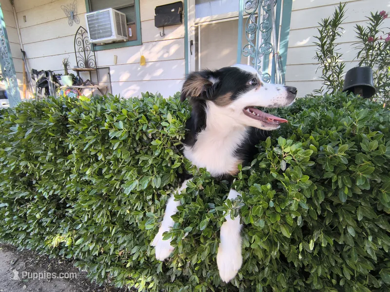 Spot – Toy Australian Shepherd puppy for sale in Odessa, TX