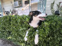 Spot, a male Toy Australian Shepherd for sale in Odessa, TX – 1 of 3