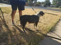 Dixie, a female Miniature Australian Shepherd for sale in Odessa, TX – 4 of 4