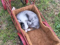 Frankie, a male Toy Australian Shepherd for sale in Odessa, TX – Photo 4 of 4