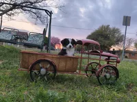 Peanut, a male Toy Australian Shepherd for sale in Odessa, TX – Photo 5 of 5
