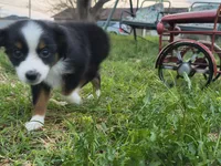 Peanut, a male Toy Australian Shepherd for sale in Odessa, TX – Photo 2 of 5