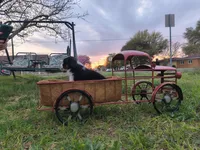 Peanut, a male Toy Australian Shepherd for sale in Odessa, TX – Photo 3 of 5