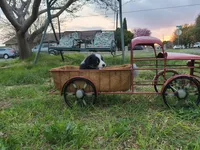 Peanut, a male Toy Australian Shepherd for sale in Odessa, TX – Photo 4 of 5