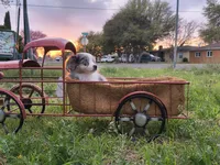 Frankie, a male Toy Australian Shepherd for sale in Odessa, TX – Photo 1 of 4