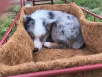 Frankie, a male Toy Australian Shepherd for sale in Odessa, TX – Photo 3 of 4