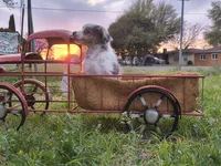 Frankie, a male Toy Australian Shepherd for sale in Odessa, TX – Photo 2 of 4