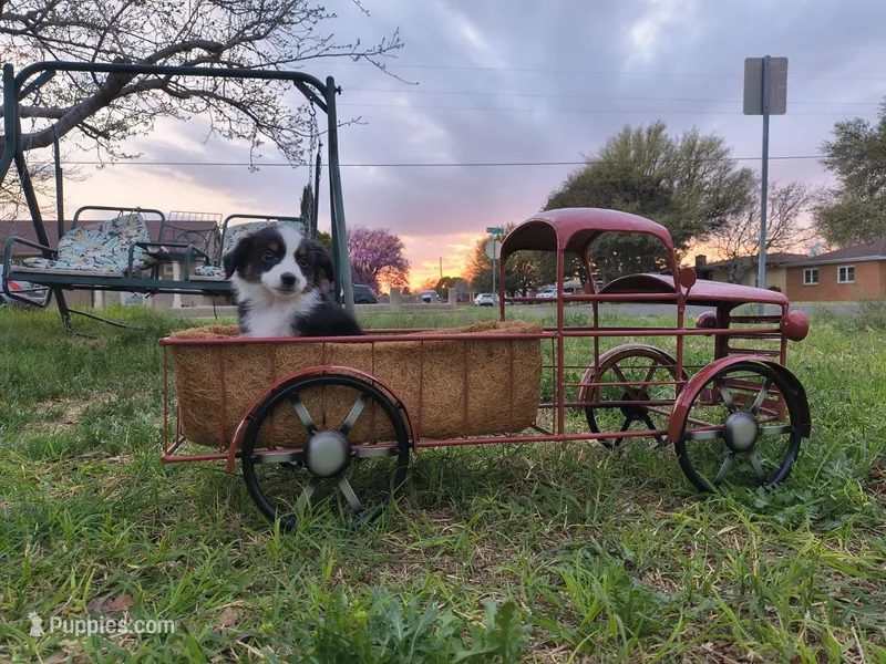 Peanut – Toy Australian Shepherd puppy for sale in Odessa, TX