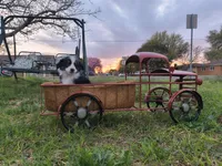 Peanut, a male Toy Australian Shepherd for sale in Odessa, TX – Photo 1 of 5