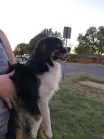 Tux, a male Toy Australian Shepherd for sale in Odessa, TX – Photo 3 of 3